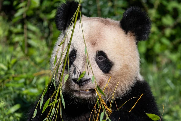 Панда Їсть Бамбук Лісі — стокове фото