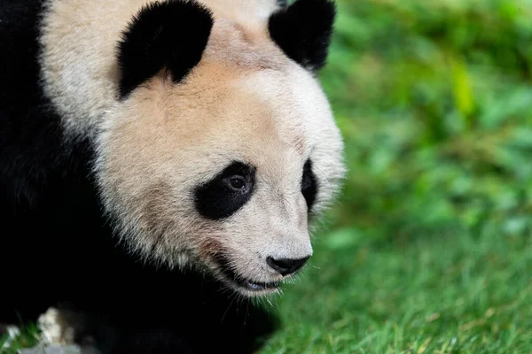 Panda Caminhando Floresta — Fotografia de Stock