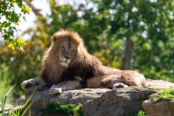 Portrait of Lion in the forest