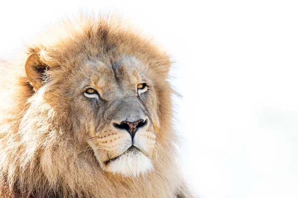 Ormandaki Aslan Portresi