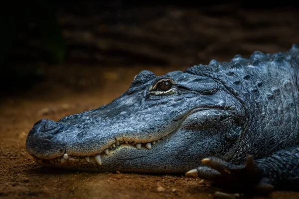 Porträtt Krokodil Djungeln — Stockfoto