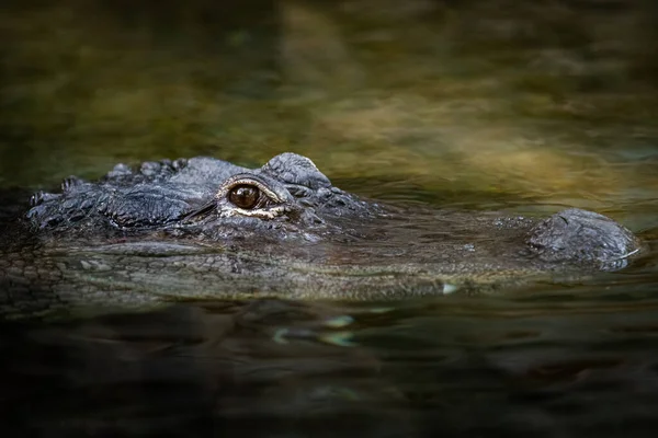 Ormandaki timsah portresi