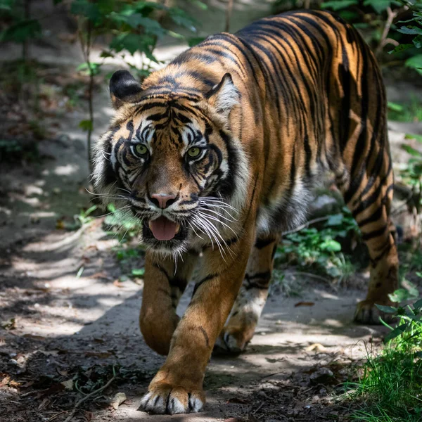 Тигр Гуляющий Лесу — стоковое фото