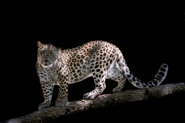 Persian Panther Black Background — Stock Photo, Image