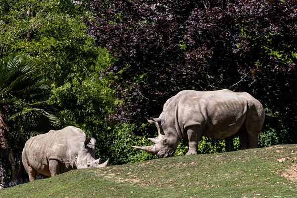 Beyaz gergedan çayırda