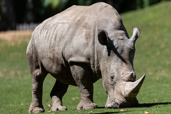 White Rhino Meadow — Stock Photo, Image