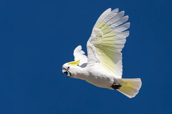 Cacatoès Aigrettes Soufre Volant Pleurant Dans Ciel — Photo