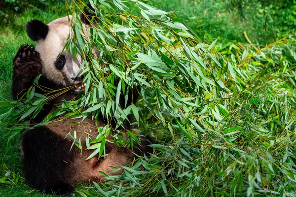 Panda Come Bambu Floresta — Fotografia de Stock