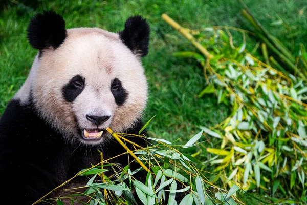 Panda Come Bambu Floresta — Fotografia de Stock