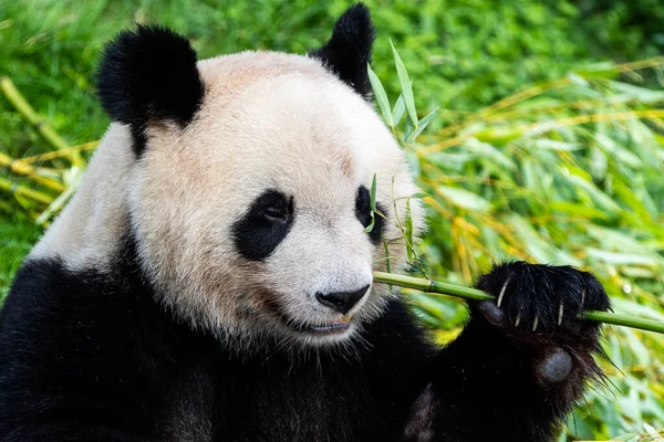 Panda ormanda bambu yer.