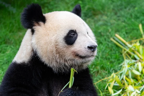 Panda ormanda bambu yer.