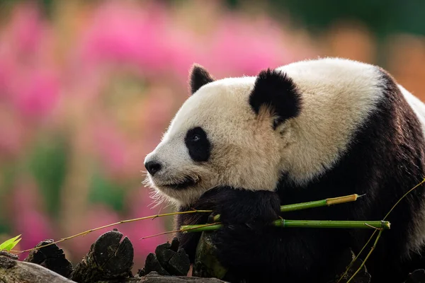 Panda Ruht Auf Bäumen Einer Sehr Bunten Atmosphäre — Stockfoto