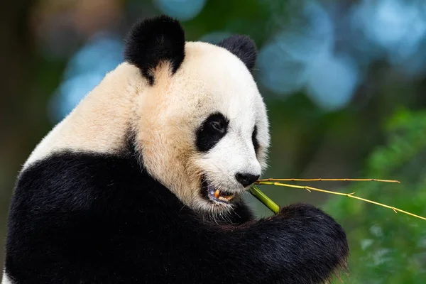 Panda ormanda bambu yer.