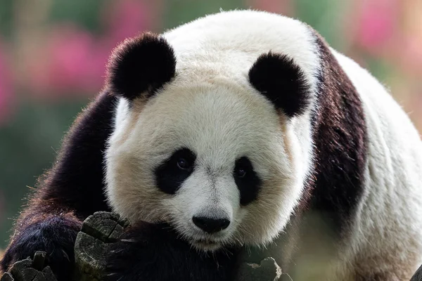 Panda Ruht Auf Bäumen Einer Sehr Bunten Atmosphäre — Stockfoto