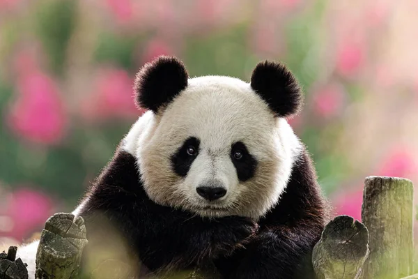 Panda Ruht Auf Bäumen Einer Sehr Bunten Atmosphäre — Stockfoto