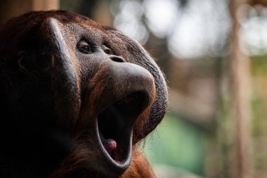 Karanlık bir atmosferde orangutan portresi