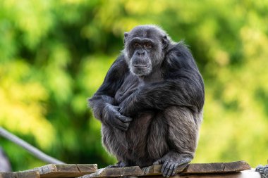  Şempanze ormanda dinleniyor.
