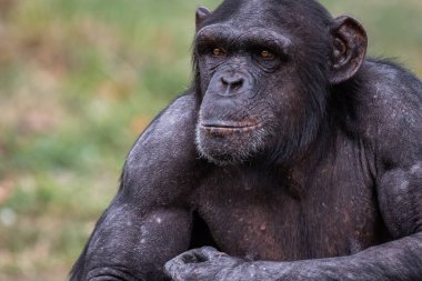  Şempanze ormanda dinleniyor.