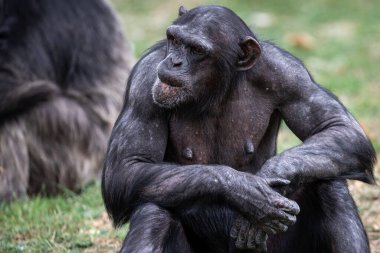  Şempanze ormanda dinleniyor.