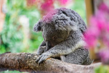 Koala renkli bir atmosferde uyuyor.