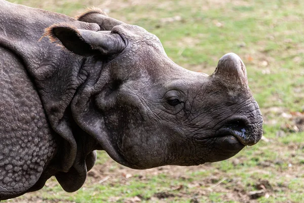 Çayırdaki Hint gergedanları