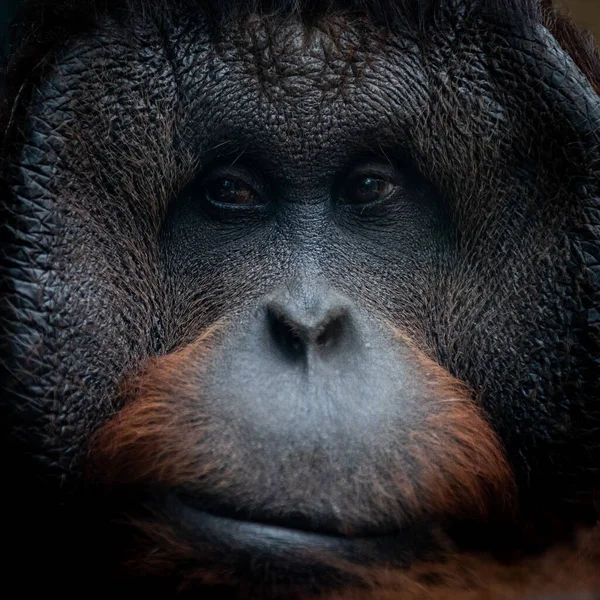 Retrato Orangután Una Atmósfera Oscura — Foto de Stock