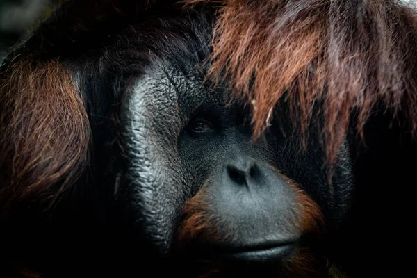 Retrato Orangután Una Atmósfera Oscura — Foto de Stock