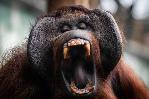 Retrato Orangután Una Atmósfera Oscura — Foto de Stock