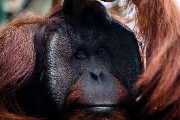 Retrato Orangután Una Atmósfera Oscura — Foto de Stock