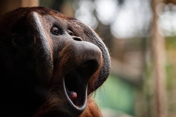 Retrato Orangután Una Atmósfera Oscura — Foto de Stock