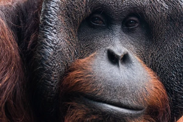 Retrato Orangután Una Atmósfera Oscura — Foto de Stock