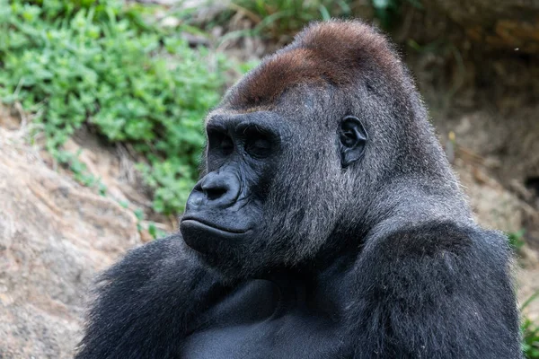 Gorila Plateado Descansando Prado — Foto de Stock