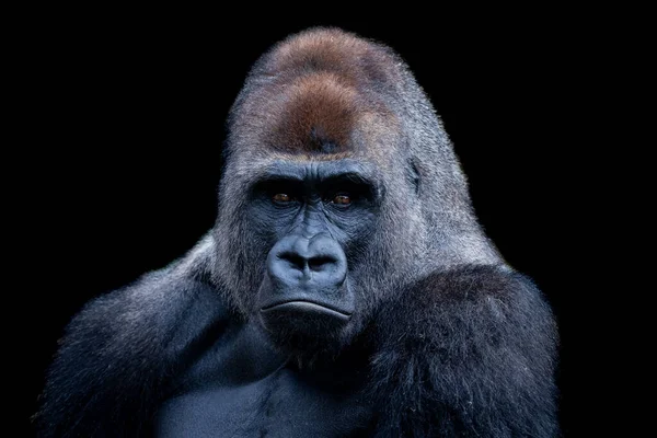 Retrato Gorila Dorso Plateado Con Fondo Negro — Foto de Stock