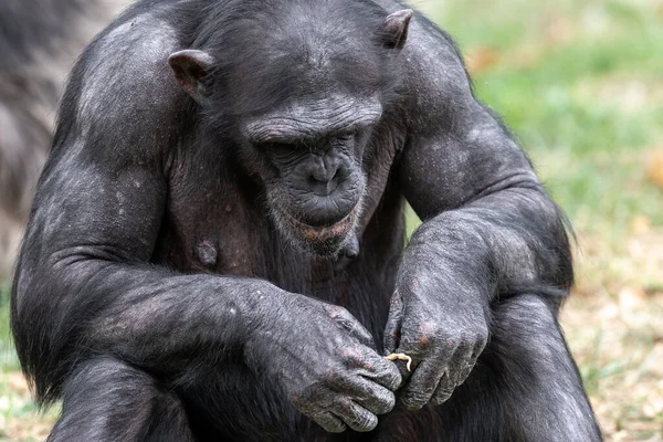 Chimpancé Descansando Bosque — Foto de Stock