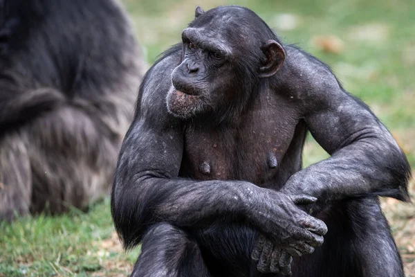 Chimpancé Descansando Bosque — Foto de Stock