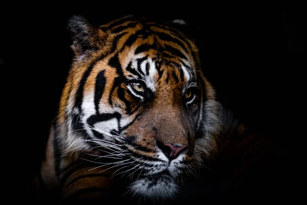 Retrato Tigre Con Fondo Negro — Foto de Stock