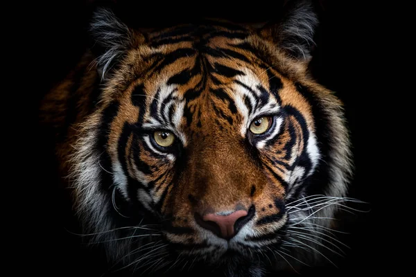 Retrato Tigre Con Fondo Negro — Foto de Stock