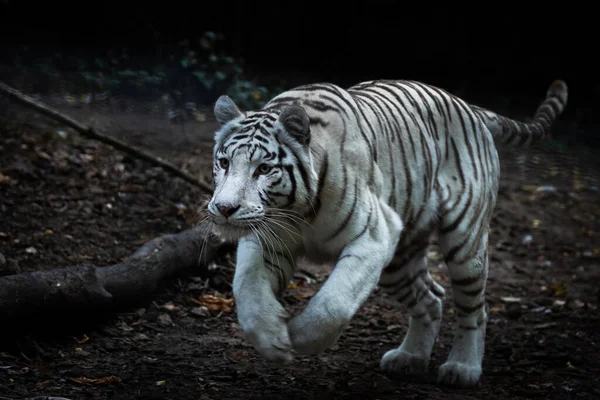 Fehér Tigris Fut Erdőben — Stock Fotó