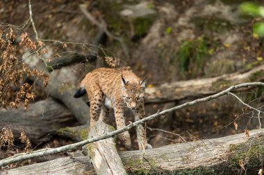 Luchs ormanda yürüyor.