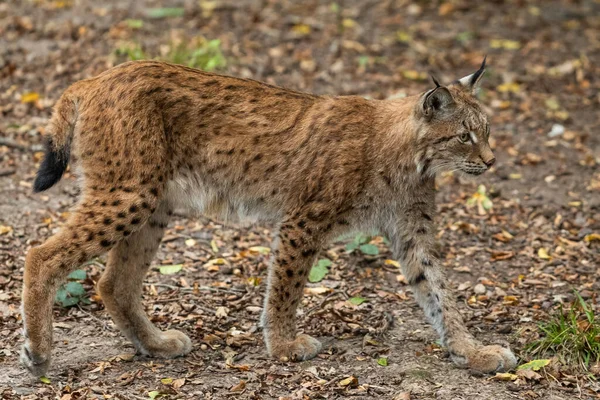 Lynx Caminando Bosque —  Fotos de Stock