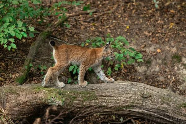 Lynx Marchant Dans Forêt — Photo