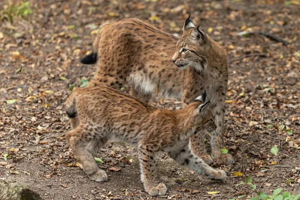 Lynx Caminando Bosque —  Fotos de Stock