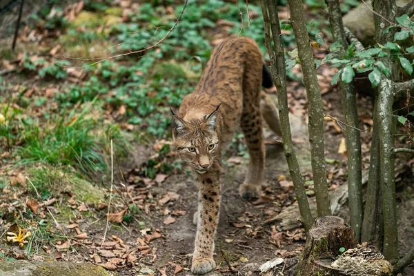 Lynx Caminando Bosque —  Fotos de Stock