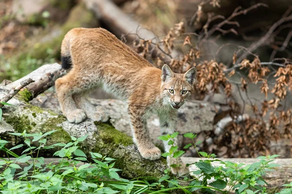 Lynx Περπάτημα Στο Δάσος — Φωτογραφία Αρχείου