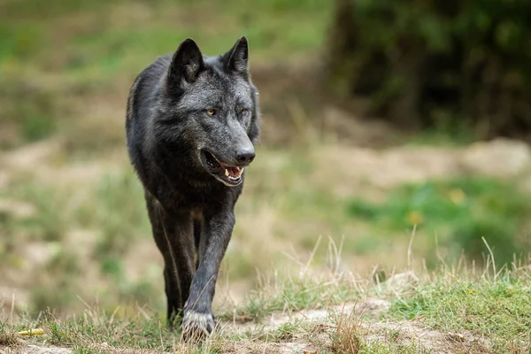 Μαύρος Λύκος Στο Δάσος — Φωτογραφία Αρχείου