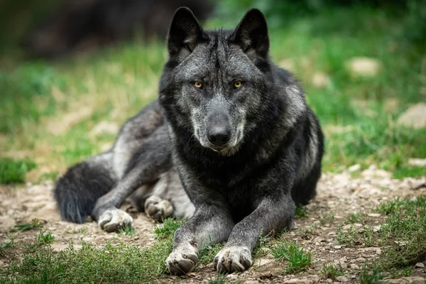 Lobo Negro Bosque — Foto de Stock