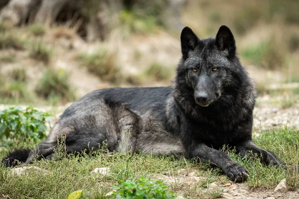 Lobo Negro Bosque —  Fotos de Stock