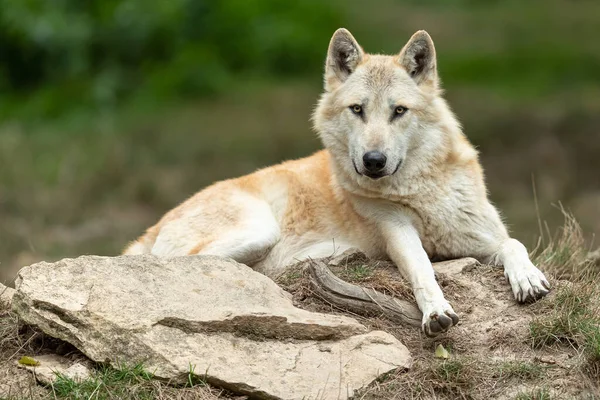 Lobo Negro Bosque — Foto de Stock