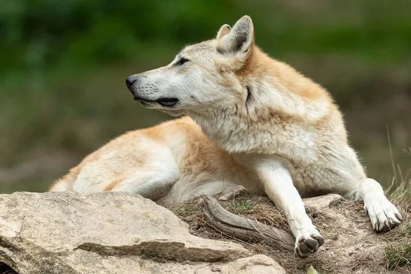 Lobo Negro Bosque — Foto de Stock