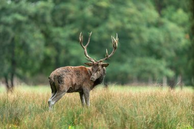 Tekdüzelik sezonunda ormanda kızıl geyik